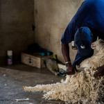 Shearing Angora Goats
