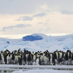 Emperor Penguin (Aptenodytes forsteri) rookery, Snow Hill Island, Antarctica - Credit: Daisy Gilardini/Getty
