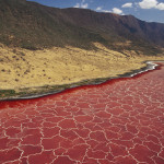 Soda and algae formations near shore of Lake Natron, Great Rift Valley, Tanzania - Credit: Gerry Ellis/Minden Pictures